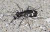 Cicindela sp.